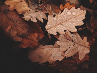Celebrem la castanyada